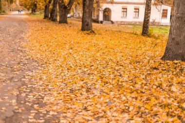 Sonbahar parkında renkli yapraklar