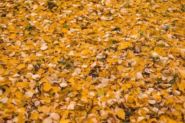 Imagen de fondo colorida de hojas caídas de otoño perfectas para uso estacional. — Foto de Stock