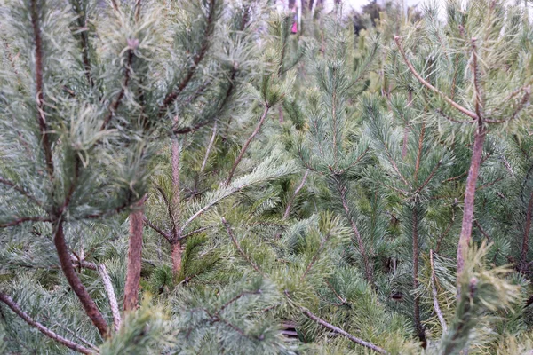Wintersaison Outdoor-Urlaub Evergreen Weihnachtsbaum Kiefernzweige mit Schnee und fallenden Schneeflocken bedeckt, Horizontal, Kopierraum — Stockfoto