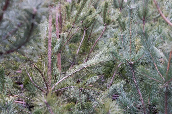 Еловые ветки и снежные флаги - предыстория рождественских каникул — стоковое фото