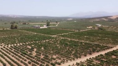 Girit Adası 'nın güneyinde Viyana ve zeytinlikler