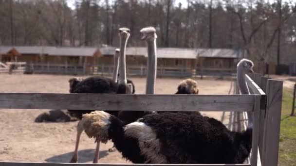 Tahta bir çitin arkasındaki devekuşları. Devekuşu çiftliği. Devekuşları özgürce dolaşır — Stok video