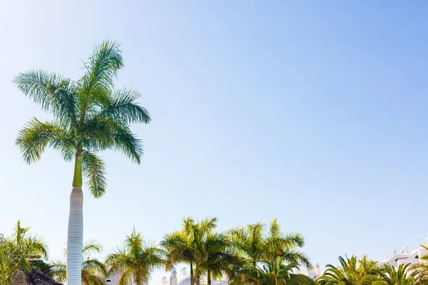Palmy - Perfektní palmy proti krásné modré obloze a oceánu, Tenerife — Stock fotografie