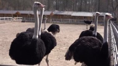 Devekuşu çiftliği, devekuşları duruyor, yakın plan.