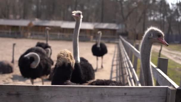 Η Αφρικανική στρουθοκάμηλος πίσω από το φράχτη στο πτηνοτροφείο της φάρμας ξάπλωσε για να ξεκουραστεί στο γρασίδι. Εκτροφή, καλλιέργεια. — Αρχείο Βίντεο