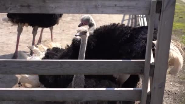 De Afrikaanse struisvogel achter het hek in de volière op de boerderij lag te rusten op het gras. Fokken, verbouwen. — Stockvideo