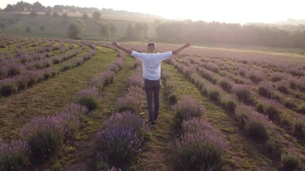 Lavender τους τομείς από τη γαλλική Προβηγκία κοντά σε valensole — Αρχείο Βίντεο