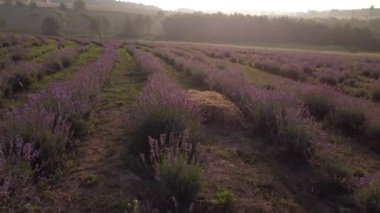 Tarlada panoramik görünümlü lavanta çiçeği