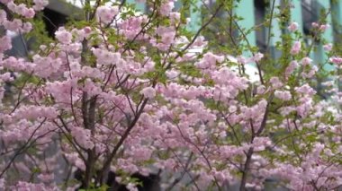 Arka plan bulanık. Çiçek açan bir bahar ağacı. Ağaç çiçek açmış. Bahar