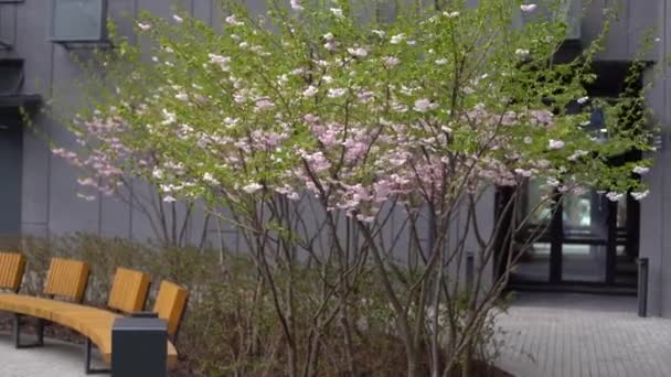 Un banc en bois vert sous deux cerisiers en fleurs à Square. — Video