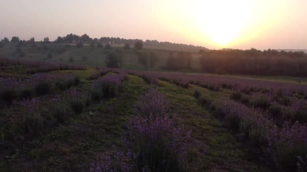 Fleur de lavande sur le terrain vue panoramique — Video