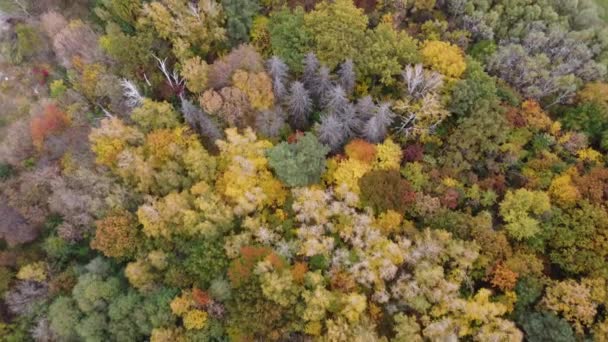 Jesienny las widok z lotu drona — Wideo stockowe
