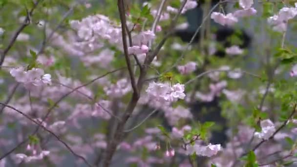 배경 이 흐릿하다. 피어나는 봄 나무. 나무는 꽃이 핀다. 봄 — 비디오
