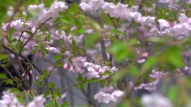 güzel, taze, pembe ve beyaz kiraz çiçekleri karla kaplı koyu kahverengi dallar ilkbaharın başlarında soğuk bir günde açarlar. Çiçeklerin kare resmi, insan yok, soyut desenler.