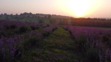 Renkli çiçek açan lavandula ya da şafak vakti lavanta tarlası. Arka planda hafif bir sabah sisi.