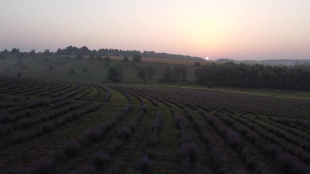 Lavender flower in the field panoramic view — Stock Video