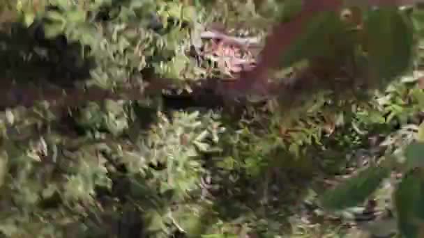 Drone acidente contra árvore 4K — Vídeo de Stock