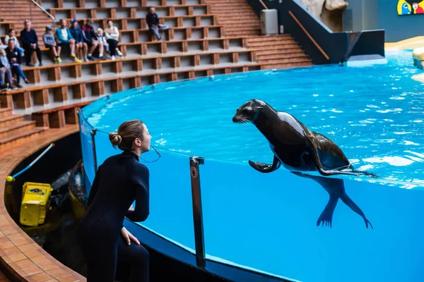 Loro Park, Teneriffa, Spanien. 7. Januar 2020: Orcas treten in einem Schwimmbad für die Menge auf. — Stockfoto