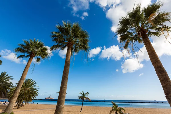 Palmeiras na praia tenerife — Fotografia de Stock