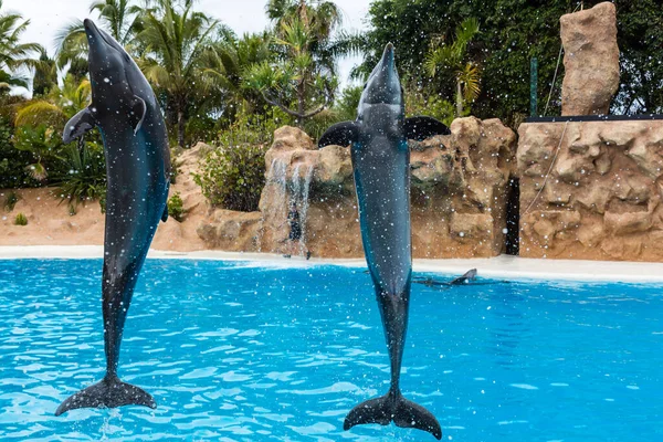 Gruppe kleiner Delfine springt aus dem Wasser — Stockfoto