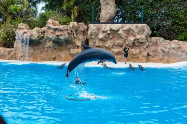 PUERTO DE LA CRUZ, TENERIFE - 7 Ocak 2020: Avrupai yunus havuzunun en büyük ikinci ilgi odağı olan Loro Parque 'da yunus gösterisi.