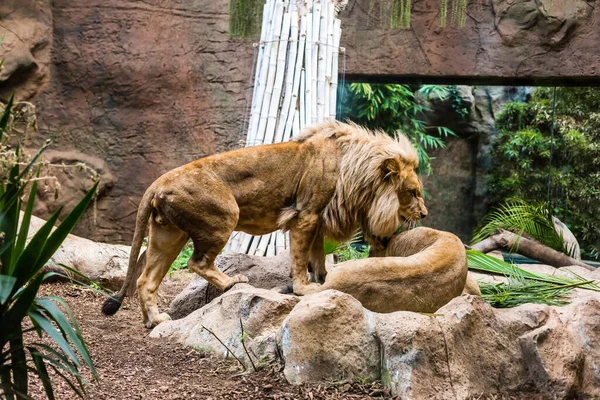 Um grupo de leões e leoas — Fotografia de Stock
