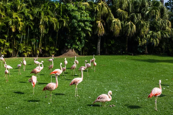 Vista panorâmica de um bando de flamingos de plástico muito rosa na floresta . — Fotografia de Stock
