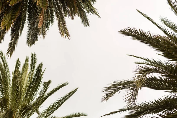 Palm trees against sky, Palm trees at tropical coast. — Stock Photo, Image