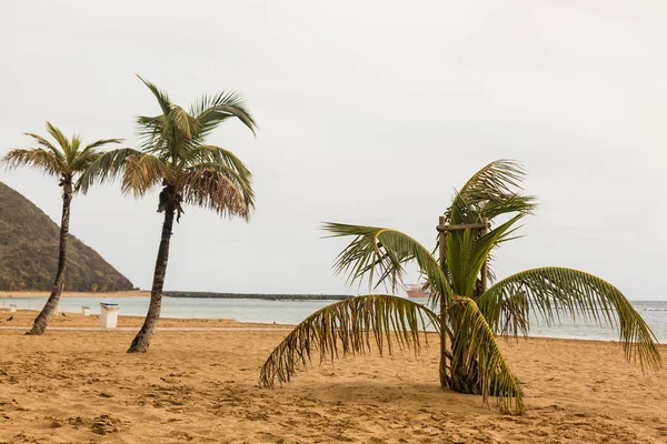 ヤシの木と熱帯の白い砂のビーチ. — ストック写真
