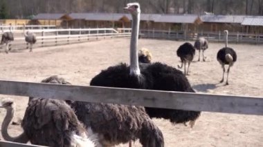 Tahta bir çitin arkasındaki devekuşları. Devekuşu çiftliği. Devekuşları özgürce dolaşır