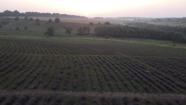 Barevná kvetoucí láva nebo levandulové pole v ranním světle. Lehká ranní mlha na pozadí. — Stock video