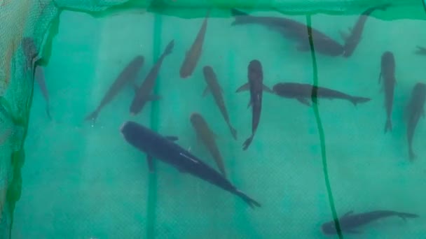 Fiskdammar i en vattenbruksanläggning - odlingsutrymmen med sötvatten där öring, karp eller lax odlas kommersiellt för livsmedel. Flygfoto över tankarna. — Stockvideo