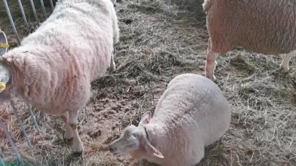 Fazenda ovelhas ao ar livre fechar. Grupo de ovelhas de fazenda em um dia ensolarado. Ovelhas reprodutoras de lã. — Vídeo de Stock