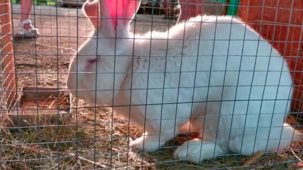 スチールケージ内の白いウサギの顔のビューを閉じます。白いウサギが食べてリラックスしています。白いピンクのウサギの顔の近くの景色. — ストック動画