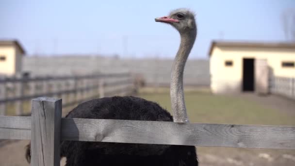 El avestruz africano detrás de la valla en el aviario de la granja se acostó a descansar en la hierba. Reproducción, cultivo. — Vídeos de Stock