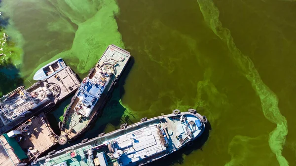 Wasserverschmutzung durch blühende Blaualgen - Cyanobakterien sind ein weltweites Umweltproblem. Gewässer, Flüsse und Seen mit schädlichen Algenblüten. Ökologisches Konzept der verschmutzten Natur. — Stockfoto