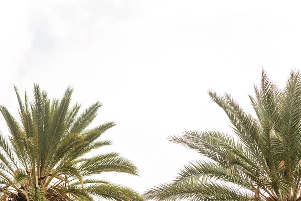 Palmy na tle nieba, Palmy na tropikalnym wybrzeżu. — Zdjęcie stockowe