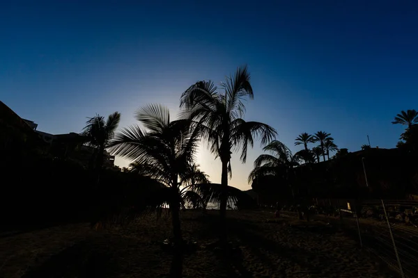 Palmiye ağaçları - Güzel mavi gökyüzüne karşı mükemmel palmiye ağaçları ve okyanus, yaşam — Stok fotoğraf