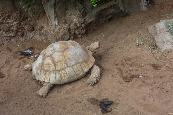 En aldabra gigantisk skildpadde Aldabrachelys gigante - Stock-foto