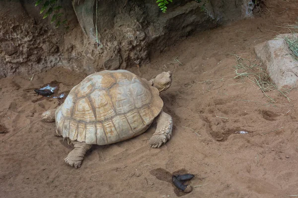 Aldabra óriás teknős Aldabrachelys gigantea — Stock Fotó