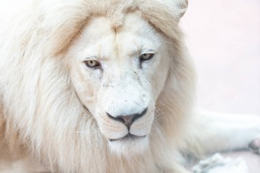 Aslan. Beyaz ışıklardaki portatif aslan. Hayvanlar dünyasının fotoğrafı. Baskın bir yırtıcının portresi.