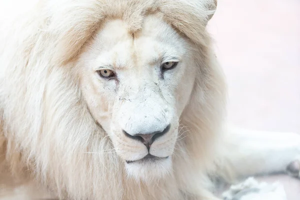 Oroszlán. Portait oroszlán fehér fényben. Fénykép az állatvilágról. Egy domináns ragadozó portréja. — Stock Fotó