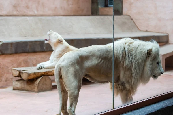 White lion in the zoo, the king of animals — Stock Photo, Image