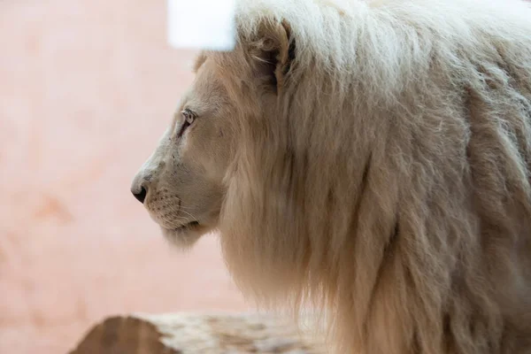 Leão branco no zoológico, o rei dos animais — Fotografia de Stock