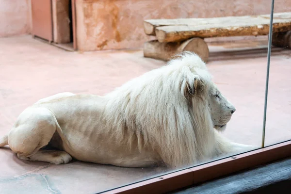 Leão branco no zoológico, o rei dos animais — Fotografia de Stock