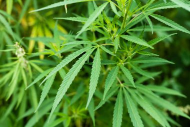 Esrar Dokusunu Marihuana Yaprak Yığını Arkaplanı Düz Vintage Biçimli