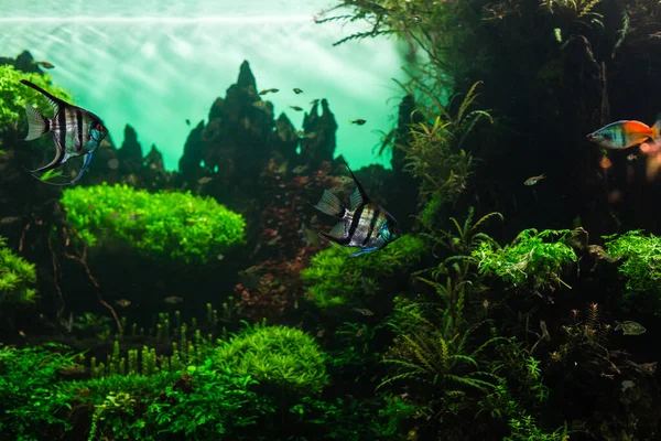 Υπέροχος και όμορφος υποβρύχιος κόσμος με κοράλλια και τροπικά ψάρια. — Φωτογραφία Αρχείου
