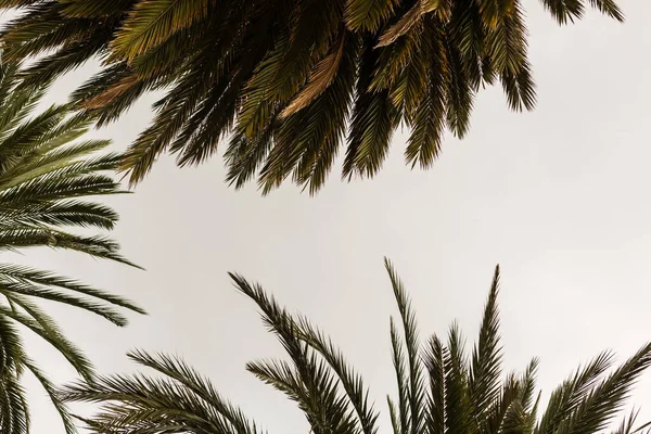Hojas hermosas palmeras sobre fondo blanco — Foto de Stock