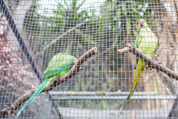 Mavi peçeteli papağan, aynı zamanda mavi taçlı yeşil papağan, yeşil papağan ya da yeşil dalda oturan bir picoy. — Stok fotoğraf