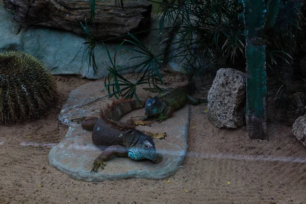 Πράσινο Iguana, Iguana βρίσκεται σε μια πέτρα. — Φωτογραφία Αρχείου